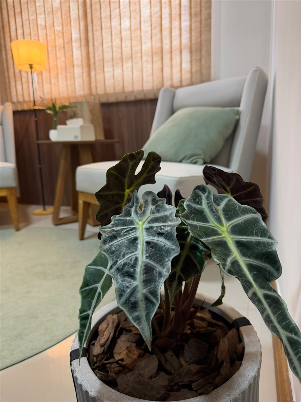 Planta em primeiro plano e poltrona com almofada verde na sala de atendimento
